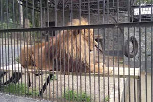 Sakhalinskiy Zoobotanicheskiy Park image