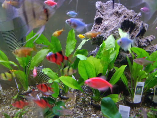 Tropical Fish Store «Top Hat Aquarium», reviews and photos, 18710 SW 107th Ave, Cutler Bay, FL 33157, USA