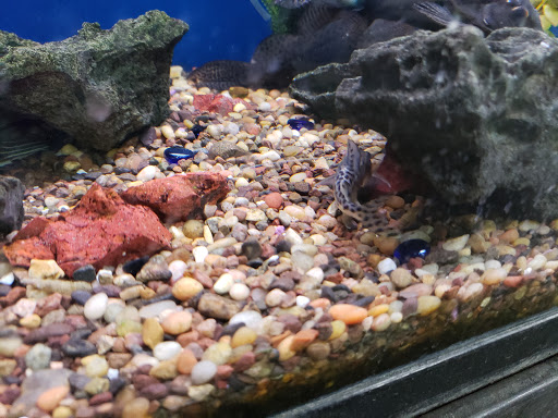 Pet Supply Store «Pet Club Santa Rosa», reviews and photos, 1935 Santa Rosa Ave, Santa Rosa, CA 95407, USA