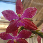 Photo n° 5 de l'avis de x. fait le 04/03/2023 à 14:03 pour La Serre Aux Orchidées/ JACQ ORCHIDEES à Ollioules