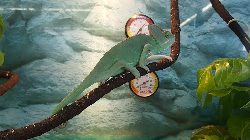 Pet Supply Store «Petco Animal Supplies», reviews and photos, 1694 Boston Rd, Springfield, MA 01129, USA