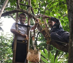 Cagar Buah Condet photo