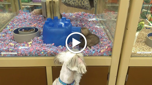 Pet Supply Store «Pet Supermarket, Inc.», reviews and photos, 3911 Lemmon Ave, Dallas, TX 75219, USA