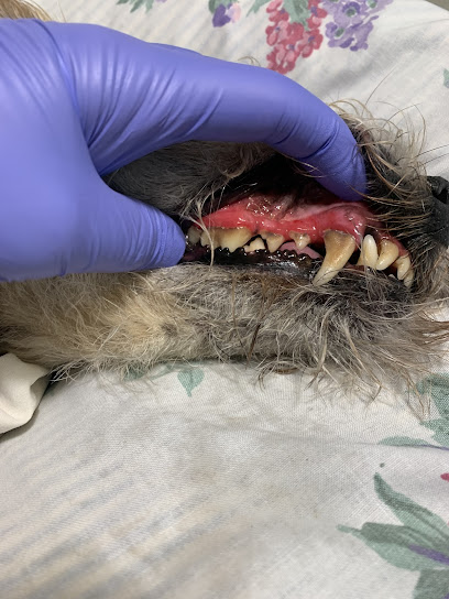 Canine Teeth Cleaning Victoria