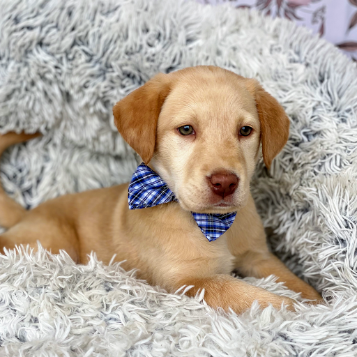 Dog Breeder «Playful Pets», reviews and photos, 115 Ridge Pike, Conshohocken, PA 19428, USA