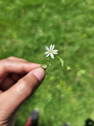 Park «Wood Park», reviews and photos, 65 Park St, Hudson, MA 01749, USA