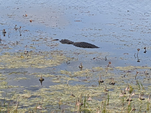 Nature Preserve «Marshall Hampton Reserve», reviews and photos, 3115 Thornhill Rd, Winter Haven, FL 33880, USA
