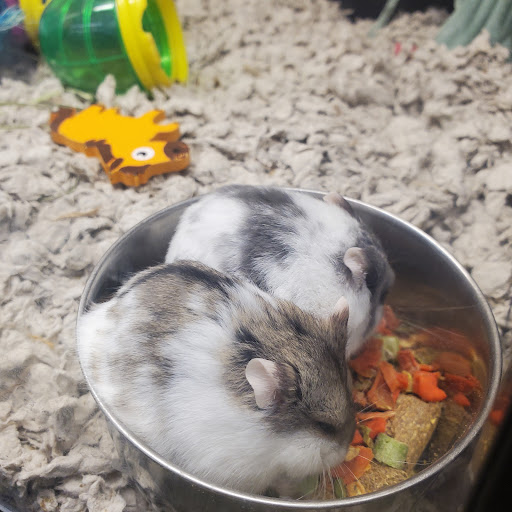 Pet Supply Store «PetSmart», reviews and photos, 3630 Peachtree Pkwy, Suwanee, GA 30024, USA