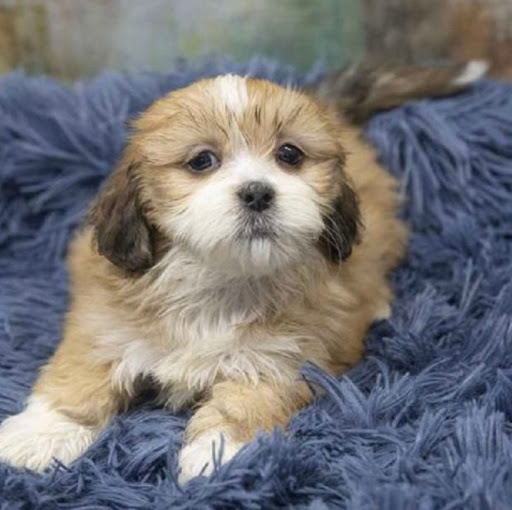 Pet Store «Pet Express», reviews and photos, 250 Granite St, Braintree, MA 02184, USA