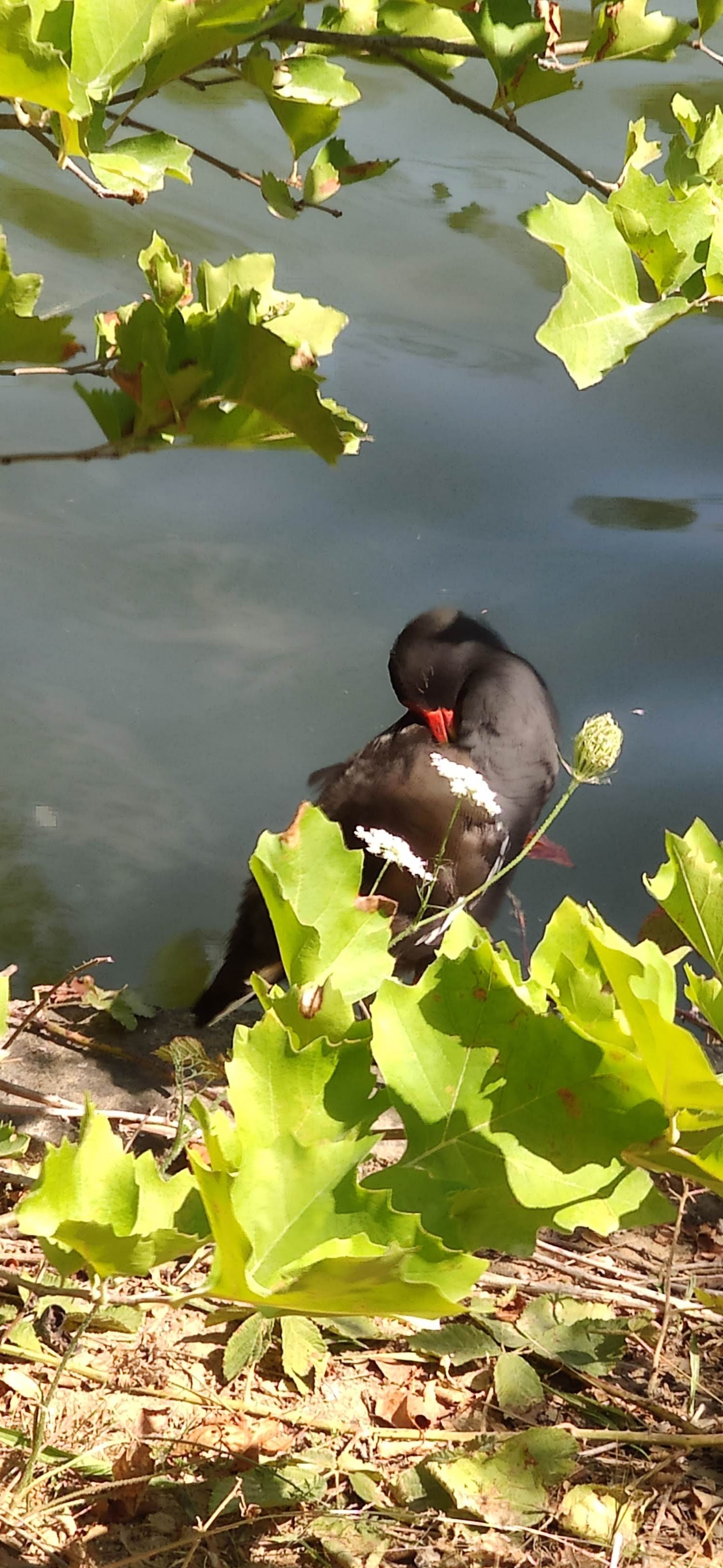 Photo n° 7 de l'avis de reg.a fait le 10/08/2020 à 08:51