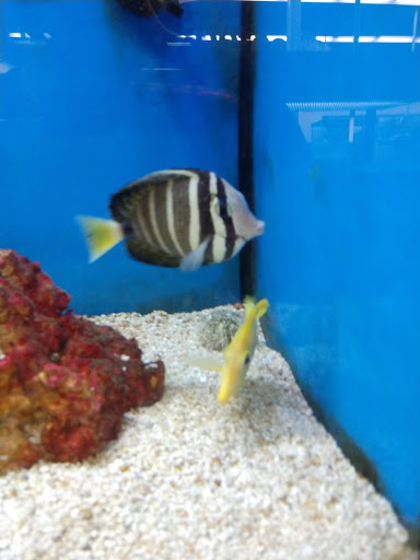 Pet Supply Store «Petco Animal Supplies», reviews and photos, 226 Thornton Drive, Dickson, TN 37055, USA