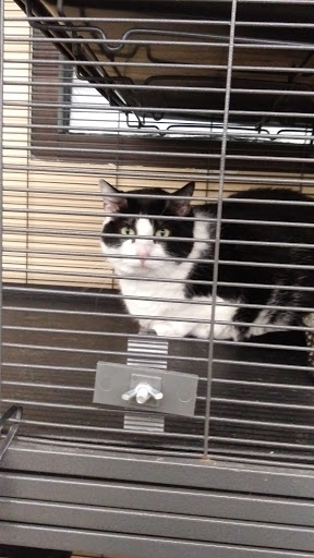 Pet Supply Store «PetSmart», reviews and photos, 4200 Derry St, Harrisburg, PA 17111, USA