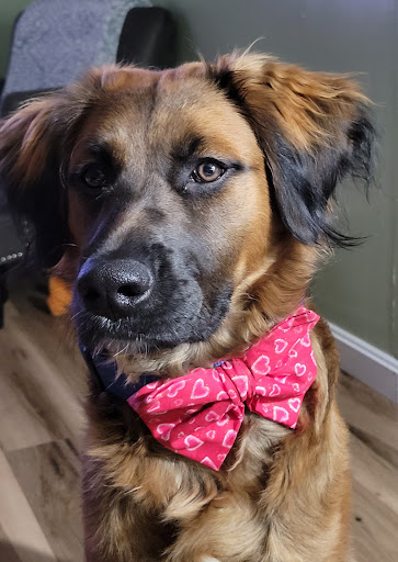 Brookwood Pet Resort