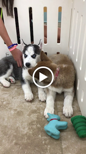 Pet Store «Happiness Is Pets Vi», reviews and photos, 616 E Roosevelt Rd, Lombard, IL 60148, USA