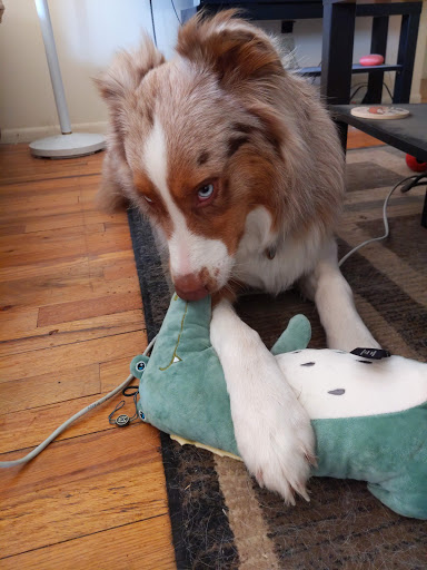 Green Pawz, 211 N Maple Rd, Ann Arbor, MI 48103, USA, 