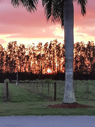 Winery «Summer Crush Vineyard & Winery», reviews and photos, 4200 Johnston Rd, Fort Pierce, FL 34951, USA