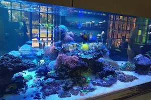 Reef Critters (Pty) Ltd image