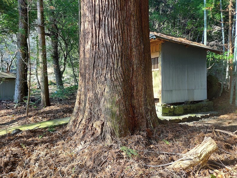 星神社の大杉