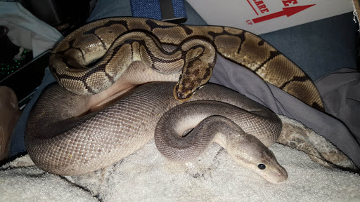 Pet Store «Kalamazoo Reptile Show», reviews and photos, 2900 Lake St, Kalamazoo, MI 49048, USA