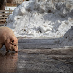 Photo n°5 de l'avis de Andrea.. fait le 22/04/2019 à 07:25 sur le  Gasthof Fallmühle à Pfronten