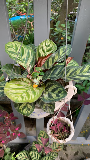 Top 20 cửa hàng cây kiểng Huyện Ba Vì Hà Nội 2022