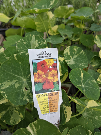 Wholesale Plant Nursery «Garden Fantasy», reviews and photos, 43250 Tyler Rd, Belleville, MI 48111, USA