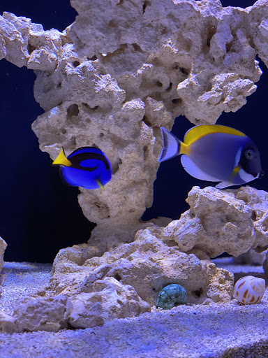 Tropical Fish Store «KHC Aquarium», reviews and photos, 150-1 Northern Blvd, Flushing, NY 11354, USA