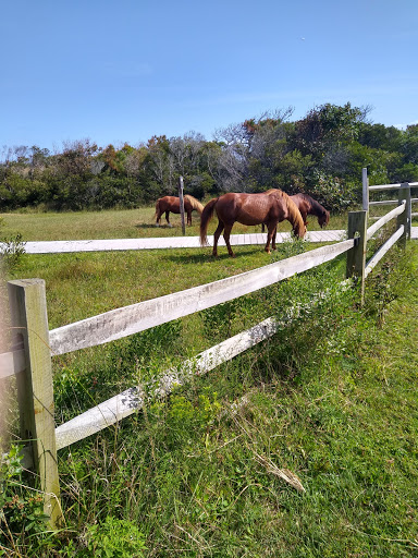 National Park «Assateague Island National Seashore», reviews and photos, 7206 National Seashore Ln, Berlin, MD 21811, USA