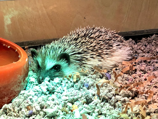 Pet Store «Everything Pets», reviews and photos, 1506 Altamont Ave, Schenectady, NY 12303, USA