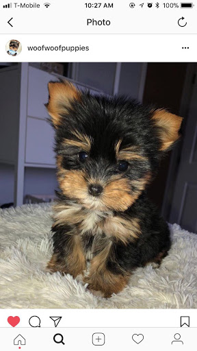 Pet Supply Store «Woof Woof Puppies & Boutique», reviews and photos, 29555 Northwestern Hwy, Southfield, MI 48034, USA