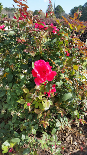 Shopping Mall «Braelinn Village Shopping Center», reviews and photos, 548 Crosstown Drive, Peachtree City, GA 30269, USA