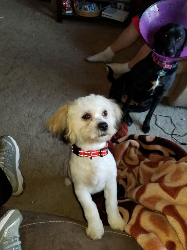 Pet Supply Store «Petco Animal Supplies», reviews and photos, 8551 S Howell Ave, Oak Creek, WI 53154, USA