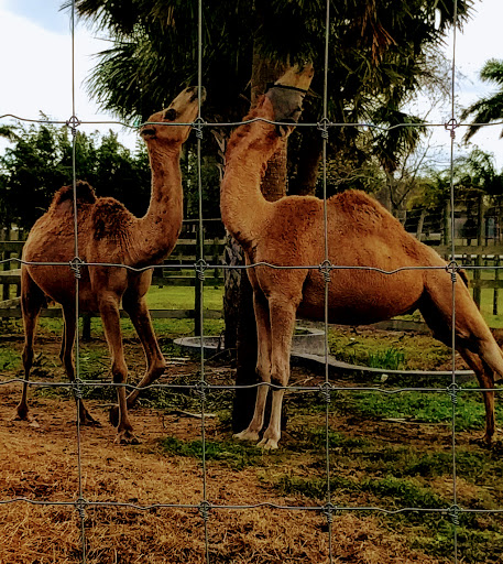 Non-Profit Organization «Big Cat Habitat & Gulf Coast Sanctuary», reviews and photos, 7101 Palmer Blvd, Sarasota, FL 34240, USA