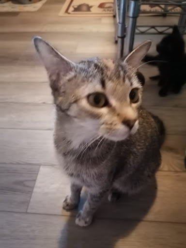 Pet Supply Store «Petco Animal Supplies», reviews and photos, 313 Homer M Adams Pkwy, Alton, IL 62002, USA