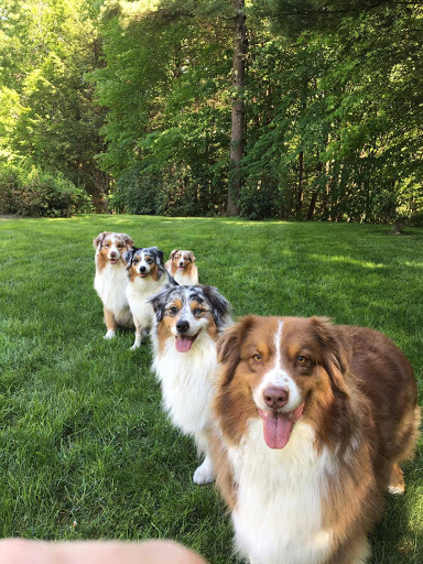 Pet Supply Store «Dawg City Inc.», reviews and photos, 38 Pearson St, Andover, MA 01810, USA