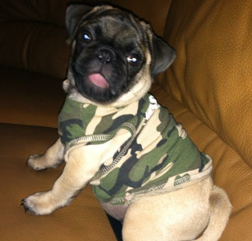 Pet Store «Puppy Boutique Store», reviews and photos, 4001 N Federal Hwy, Fort Lauderdale, FL 33308, USA