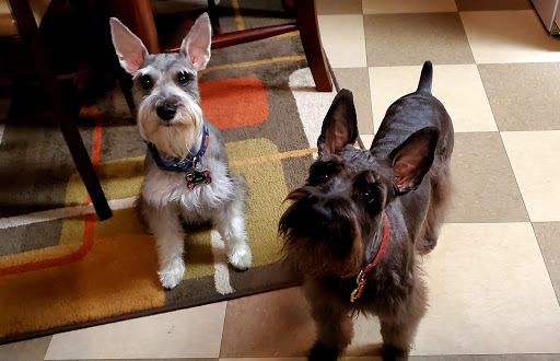 Pet Supply Store «Your Pet Experts», reviews and photos, 1665 State Hill Rd #490, Wyomissing, PA 19610, USA