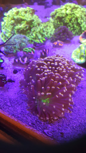 Aquarium «TCCorals Aquarium Service», reviews and photos, 2239 14th Ave, Vero Beach, FL 32960, USA