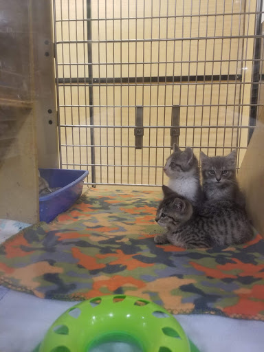 Pet Supply Store «PetSmart», reviews and photos, 7177 SE 29th St, Midwest City, OK 73110, USA