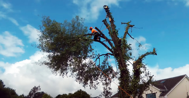 Comments and reviews of URMSTON TREE & STUMP REMOVALS/URMSTON TREE SURGEON