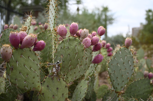 City Park «Steele Indian School Park», reviews and photos, 300 E Indian School Rd, Phoenix, AZ 85012, USA