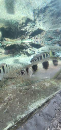 Museum «Tropical Discovery», reviews and photos, 2900 E 23rd Ave, Denver, CO 80205, USA