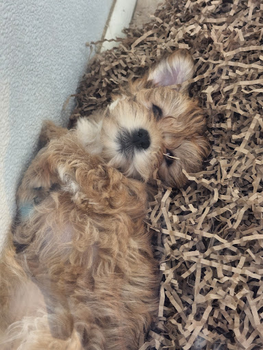 Pet Store «Puppy City», reviews and photos, 3343 Valley Pike, Winchester, VA 22602, USA