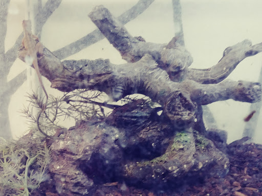 Reptile Store «An Exotic Reptile Pet Shop», reviews and photos, 3115 N 1st Ave, Tucson, AZ 85719, USA