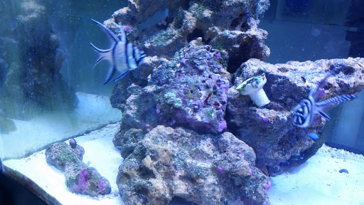 Video Game Store «GameStop», reviews and photos, 12779 Washington Twp Blvd, Waynesboro, PA 17268, USA