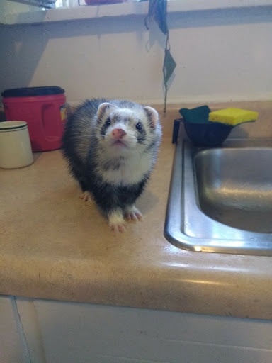 Pet Supply Store «Petco Animal Supplies», reviews and photos, 4950 S 76th St, Greenfield, WI 53220, USA