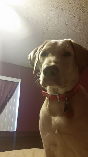 Pet Cemetery «Deceased Pet Care Chamblee», reviews and photos, 4991 Peachtree Rd, Chamblee, GA 30341, USA