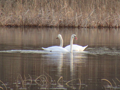 Bird Watching Area «Haehnle Sanctuary», reviews and photos, Seymour Rd, Pleasant Lake, MI 49272, USA