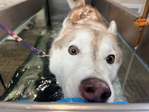 Photo n°8 de Soleil Vert- hydro canine et ostéopathie à Villiers-au-Bouin ()