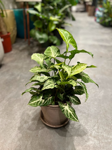 Florist «Thats Amore Florist Ltd», reviews and photos, 3454 N Southport Ave, Chicago, IL 60657, USA